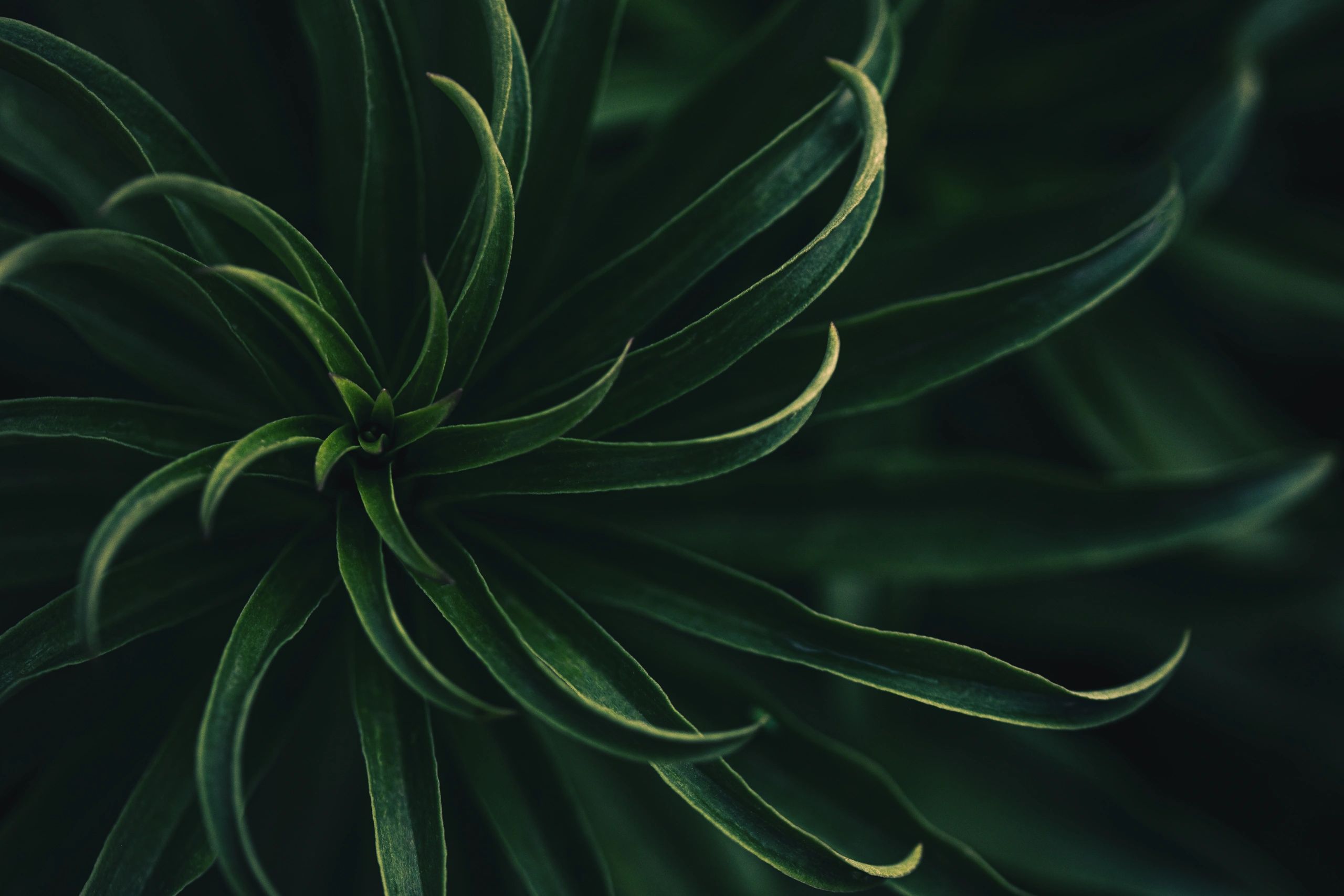 Soft green nature background for a calm, professional terms and conditions page
