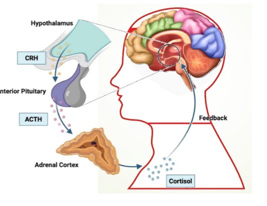 Stress Trigger → Hypothalamus (CRH) → Pituitary Gland (ACTH) → Adrenal Glands (Cortisol) → Body-wide Effects