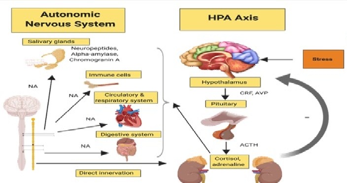 Diagram showing a central node labeled “HPA Axis Over-activation” with branches to mood, immunity, digestion, pain, and fatigue.